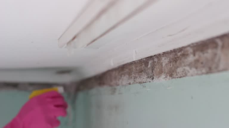 Mold Odor Removal Services in Cockrell Hill, TX